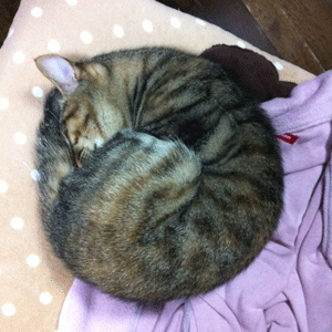 丸まって眠る猫