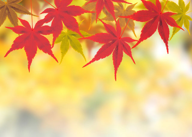 autumn_leaves_img