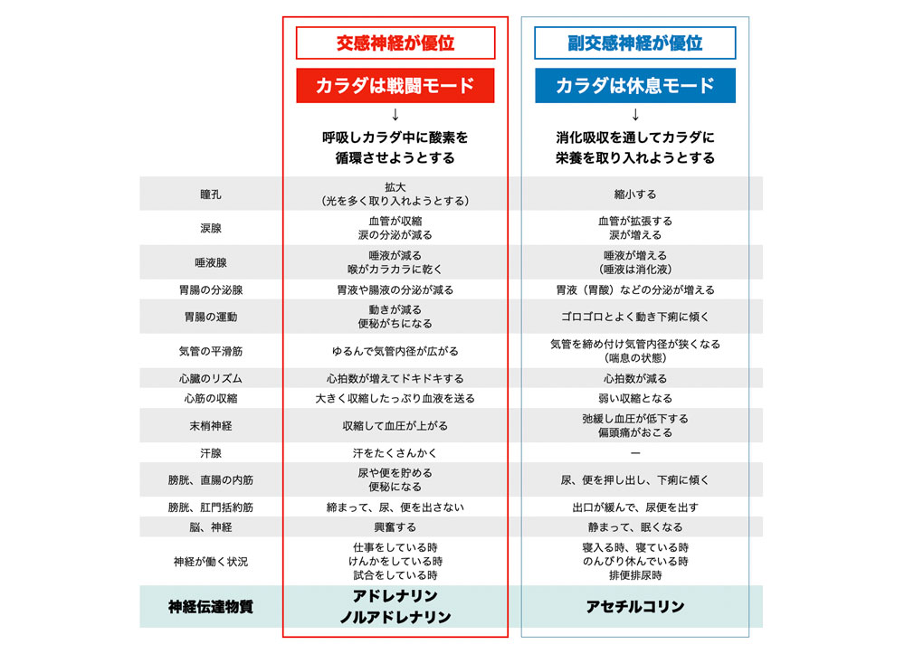 交感神経と副交感神経の反応