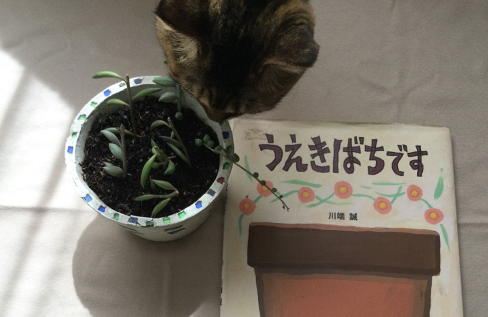 絵本『うえきばちです』とパジャマ屋の植木鉢と猫