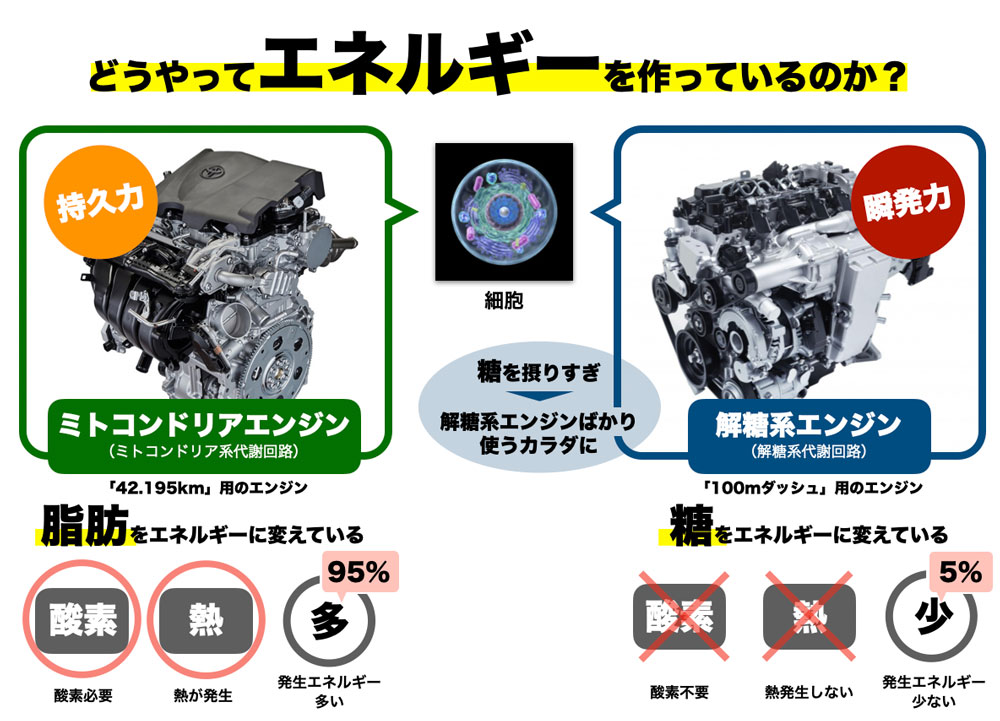 どうやってエネルギーを作っているのか