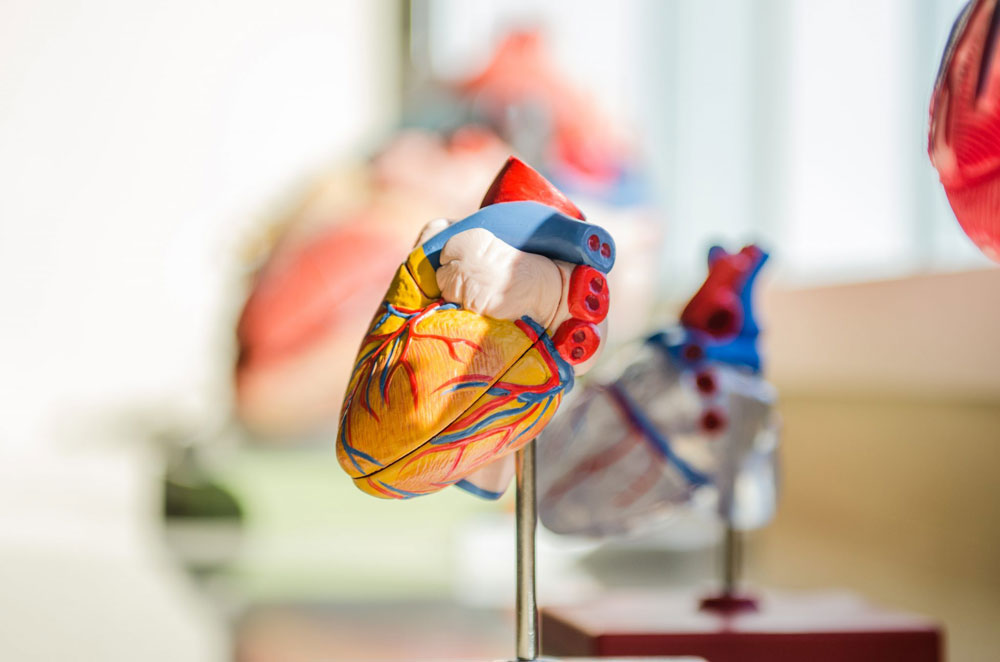 心臓の模型　心臓というポンプから送られる血液には「糖分と酸素」＝「脳のエネルギーになる物質」が含まれている