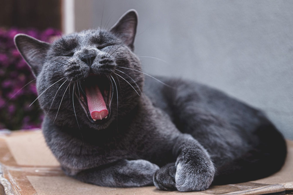 猫の欠伸　欠伸（あくび）は一般的に「脳の酸欠」