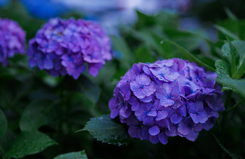 “梅雨の花