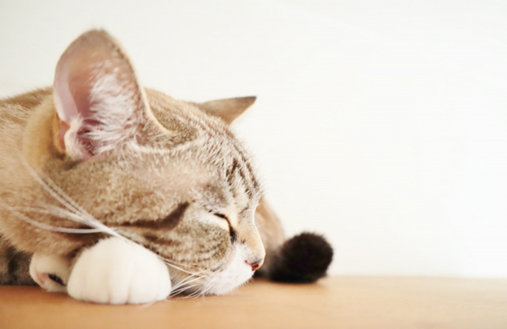 眠る猫　春はどうして眠くなるのか