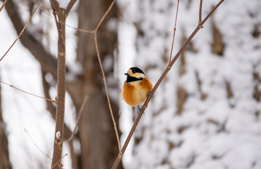 冬ごもりを始め、静かになった鳥” width=