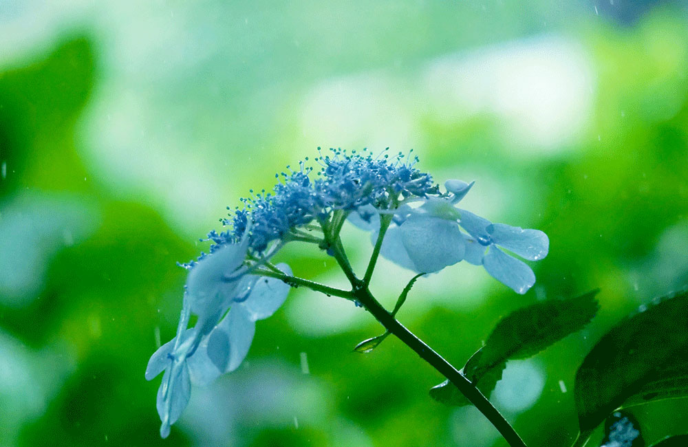 紫陽花と雨降り