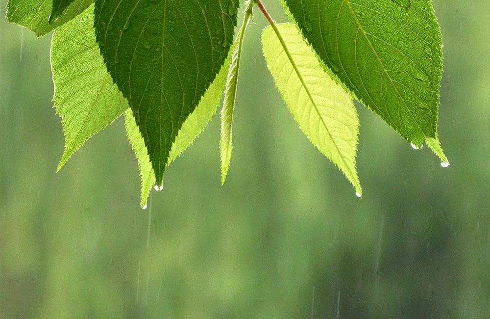 梅雨