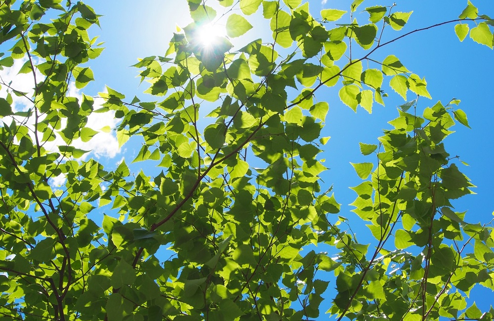 太陽と新緑