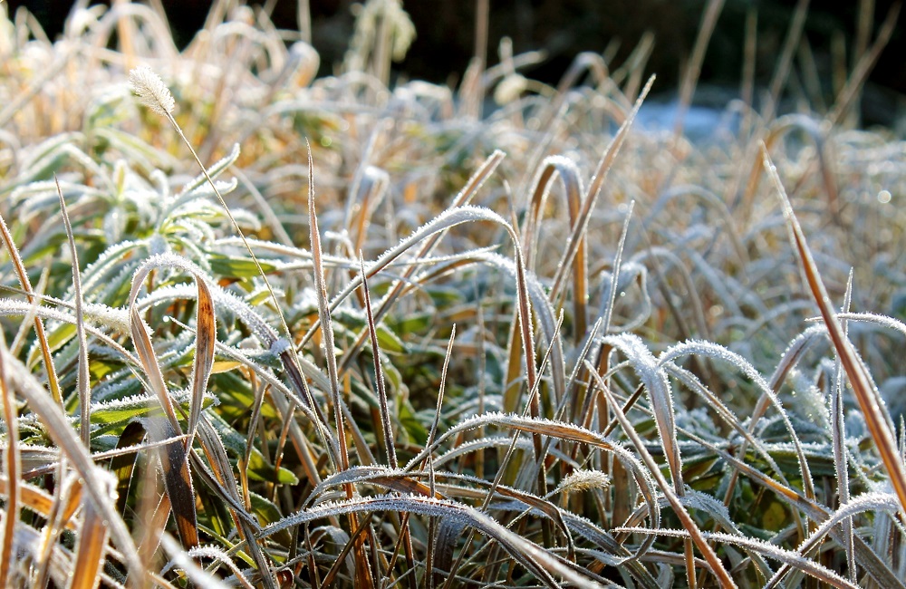 草の葉と霜