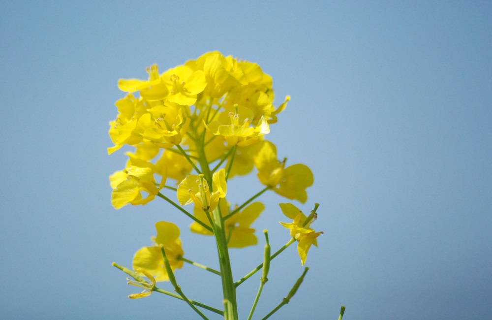 パジャマに着替えて…　　菜花を食す