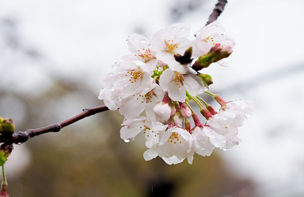 桜