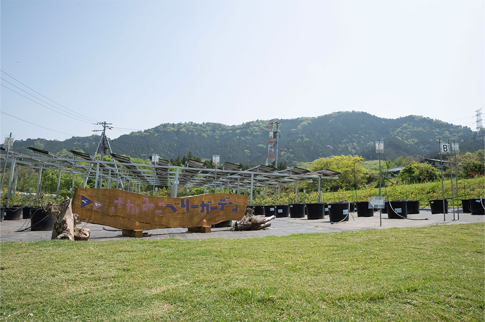 春のさがみこベリーガーデンと看板