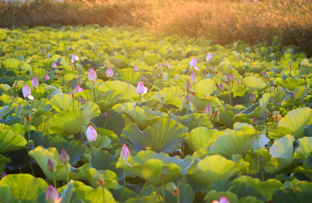 蓮の花