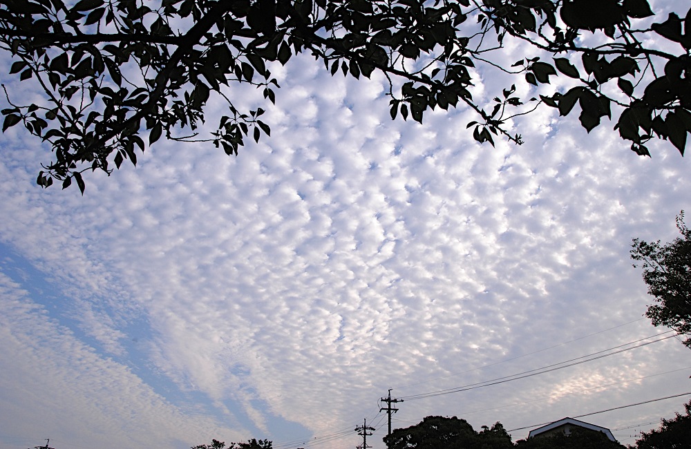 羊雲