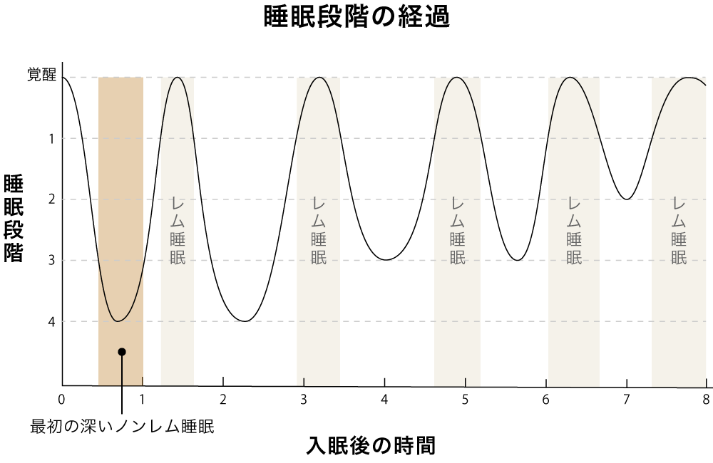 レム睡眠とノンレム睡眠。睡眠段階の経過を表す図