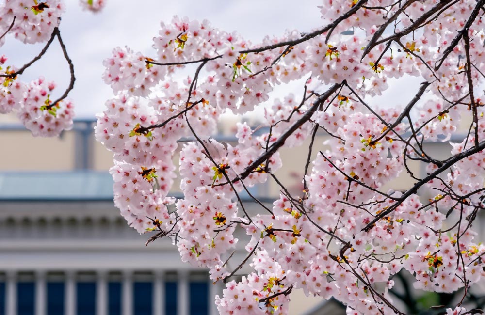 がんばれ、受験生！春の満開の桜