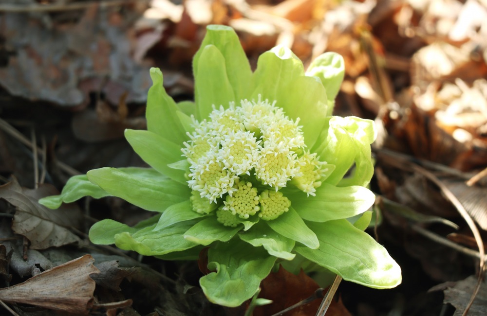 パジャマに着替えて…蕗の花のように