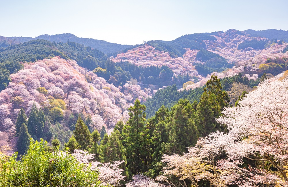 山のサクラ