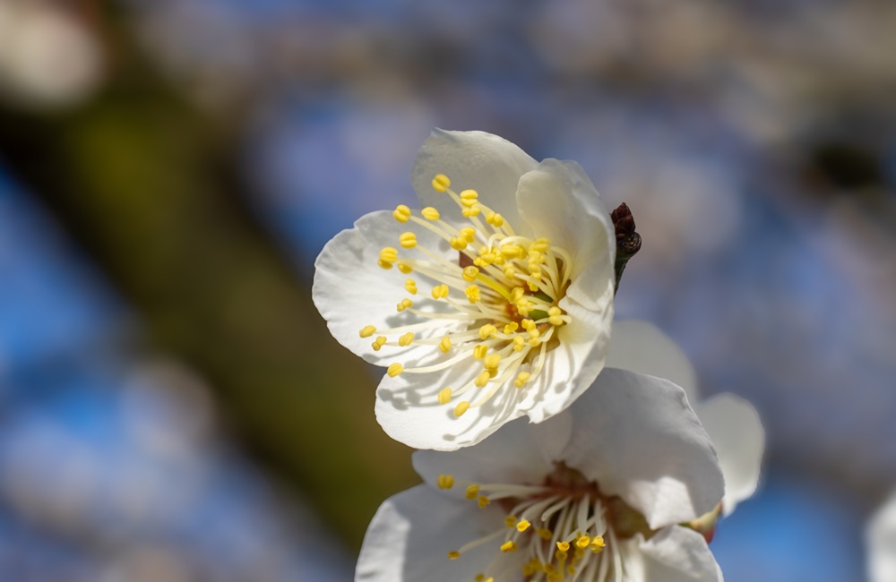 梅の花