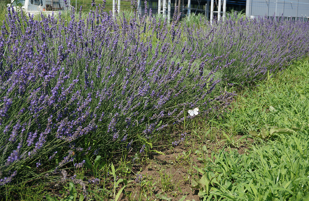 蜜を吸いに集まる虫　モンシロチョウ