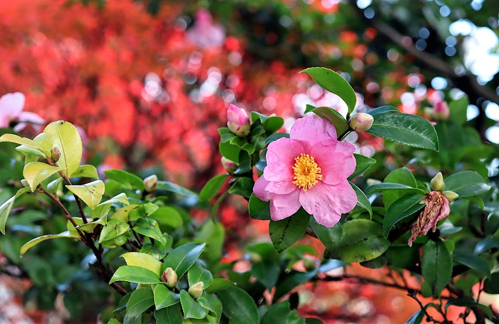 山茶花