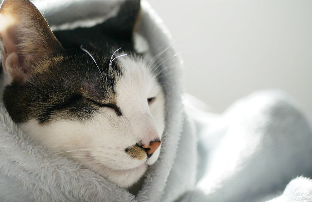 春の寒暖差はなぜ起こる？パジャマを替えて寒暖差をうまく乗り切ろう｜快適暮らしのひと工夫
