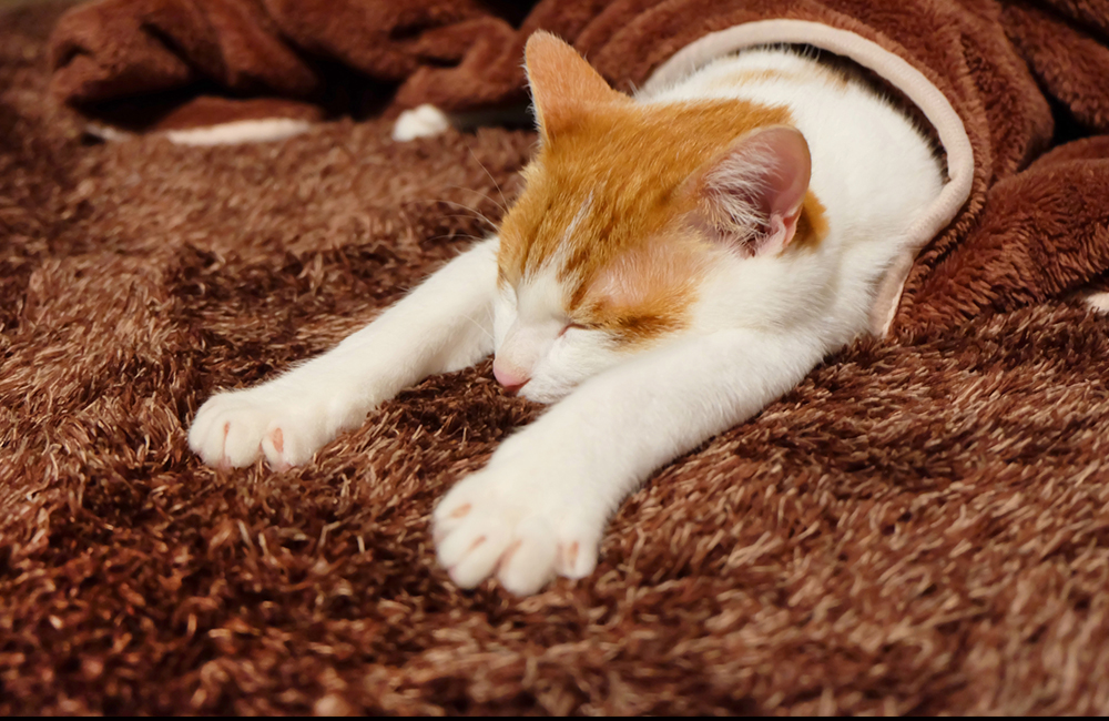 厚手の絨毯やカーペット　寝る猫