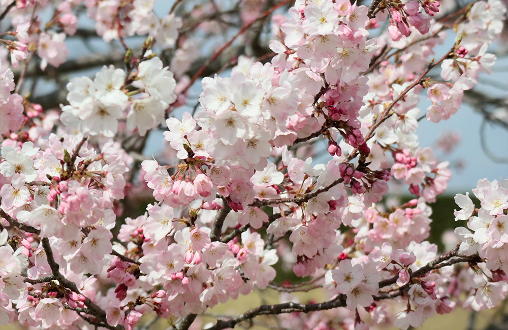 桜　雀始巣　桜始開　雷乃発声