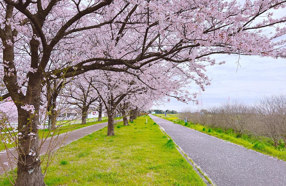 利根川　桜