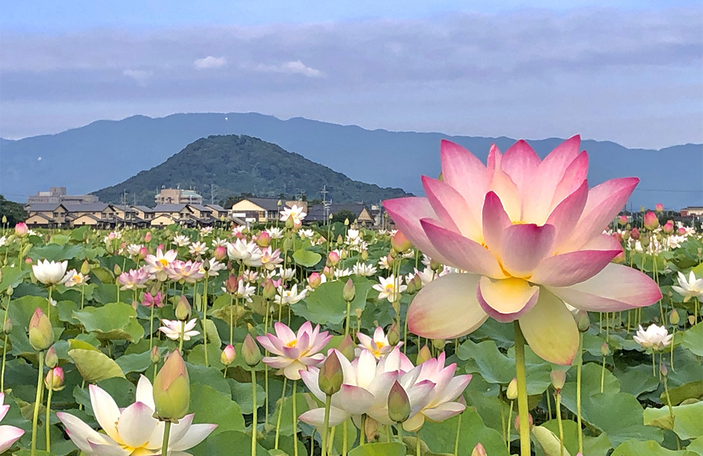 小暑　7月のハスと空