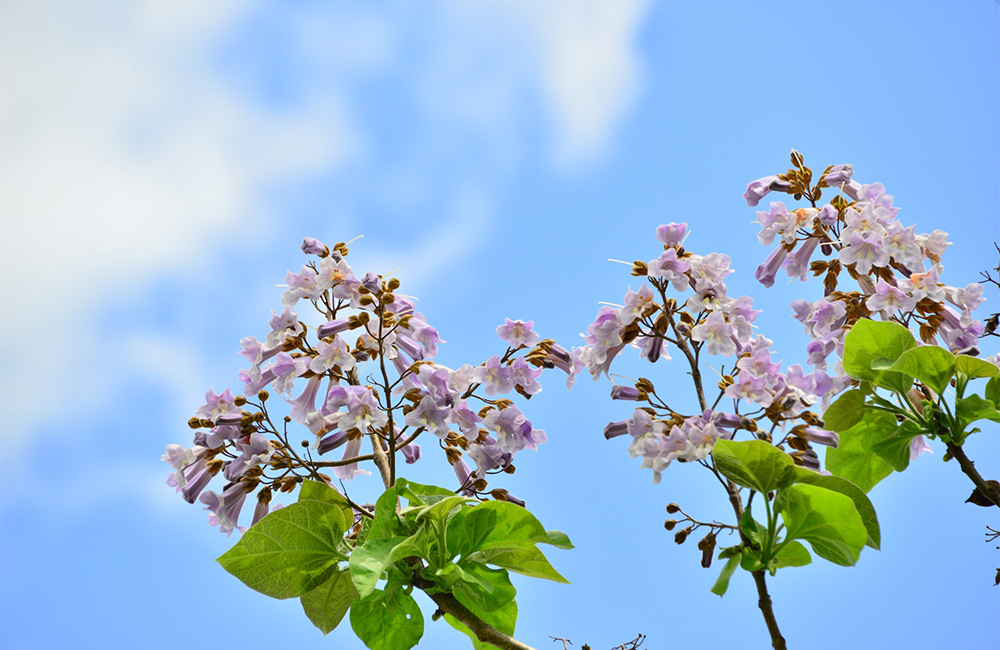 大暑　桐始結花　きりはじめてはなをむすぶ　桐　キリの花