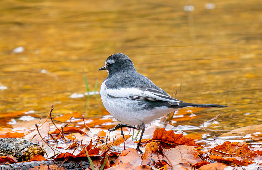 白露　鶺鴒鳴(せきれいなく9月12日～17日頃)　セキレイが尾を振って歩くころ