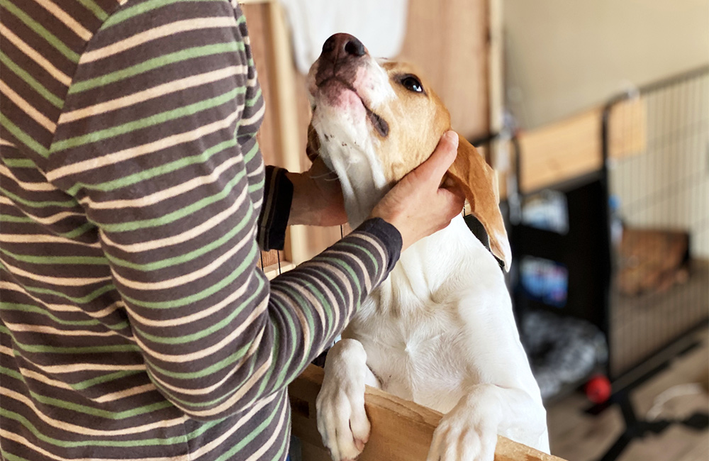 撫でられる犬