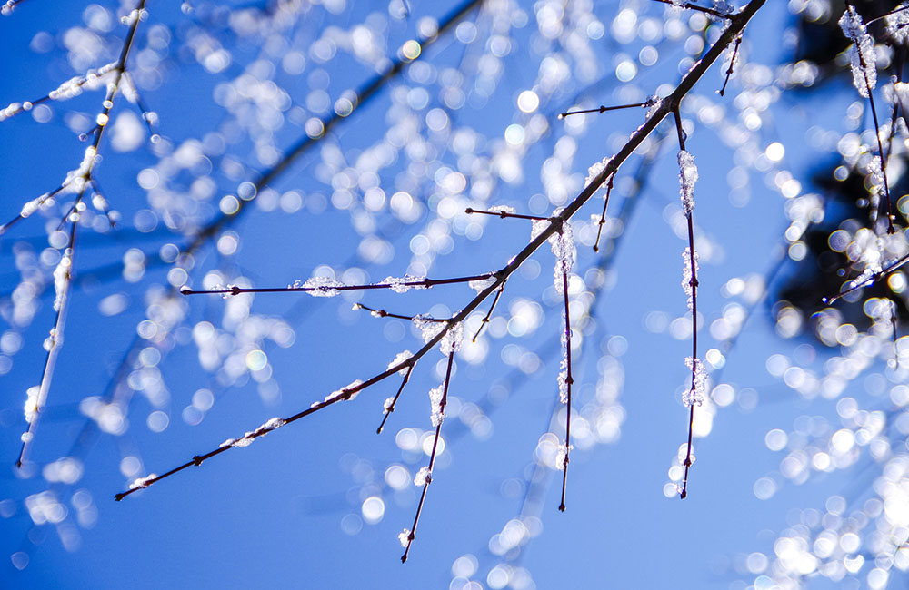 パジャマに着替えて…　　雨水～魔女の記憶；ローズマリー