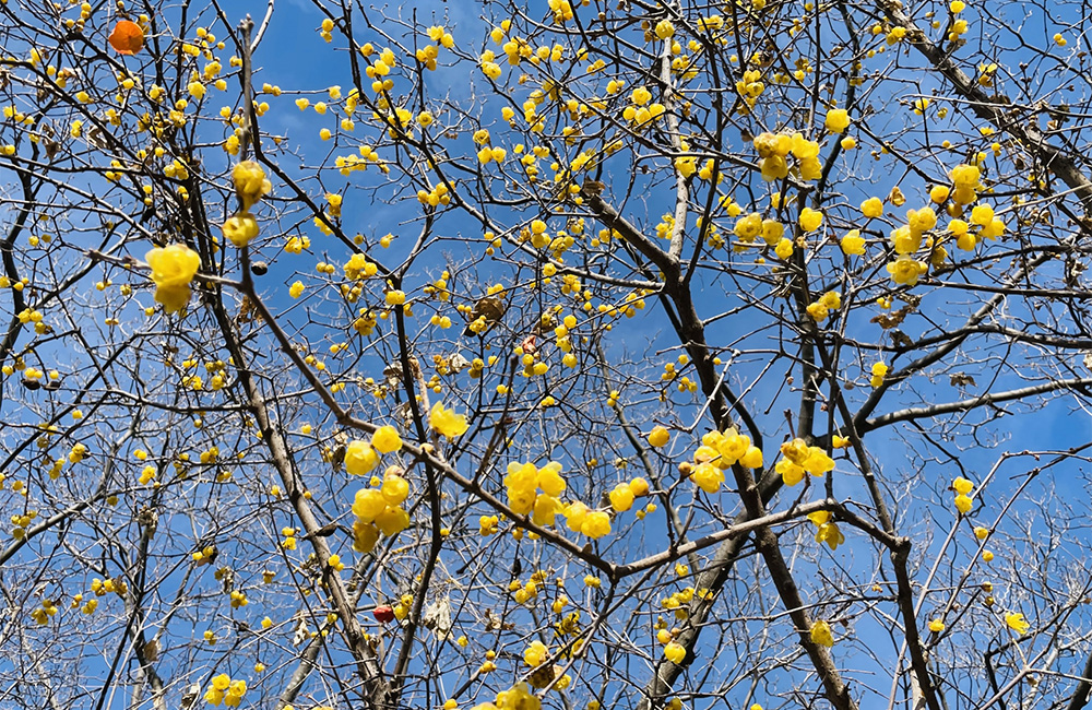 春の小さく黄色い花をつけたロウバイ