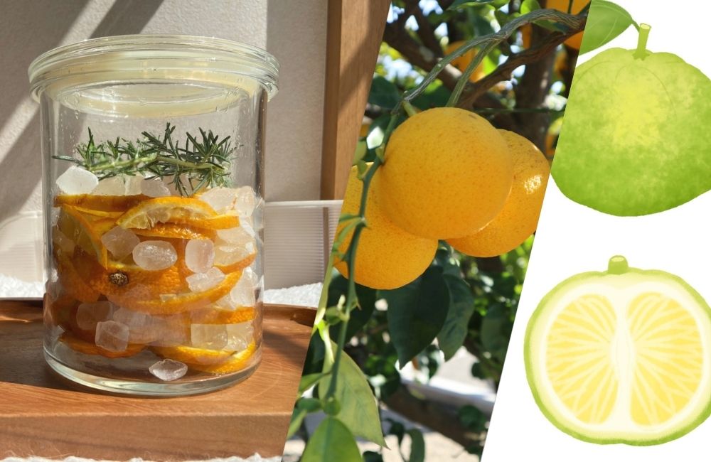 めっくの健康レシピ Vol.27 じゃばらのシロップ