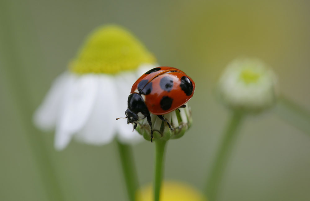 パジャマに着替えて… 啓蟄~目覚めの時