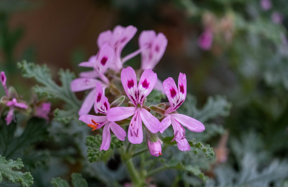 精油用のゼラニウム品種