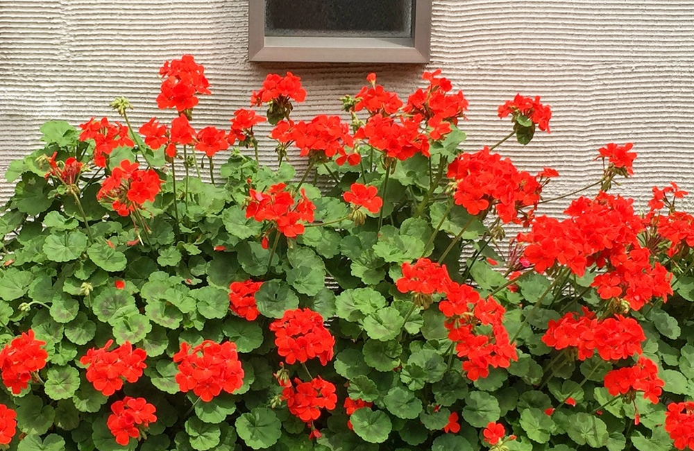 赤いゼラニウム