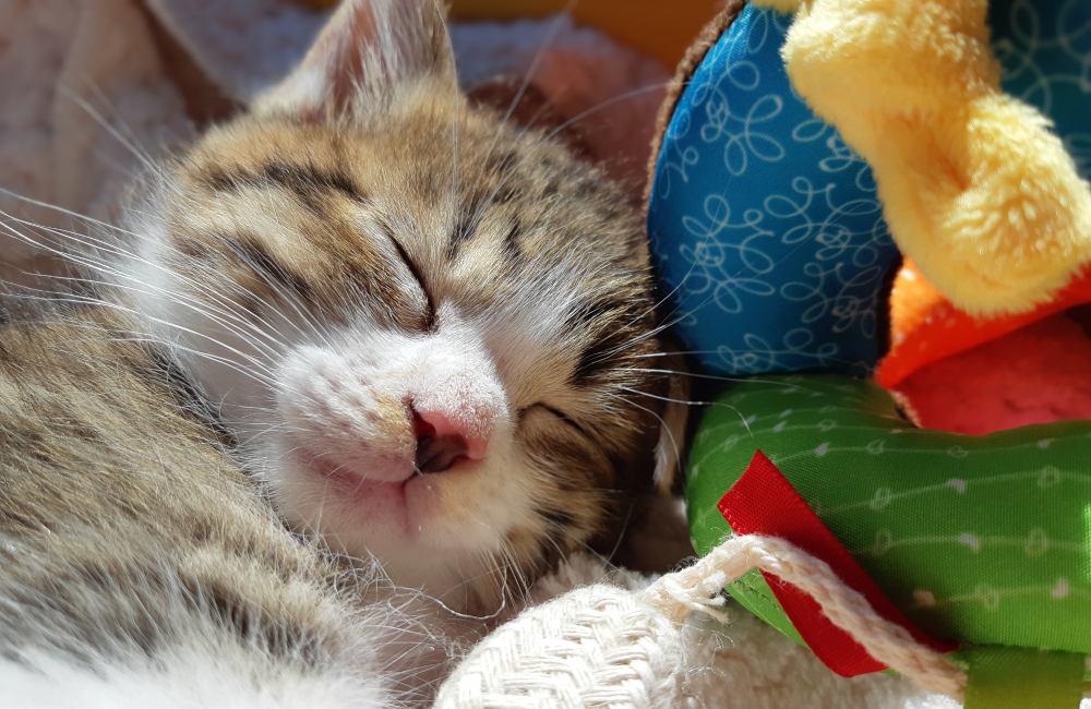 寝る子猫