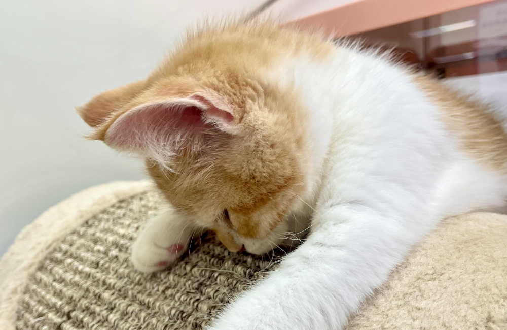 睡眠不足