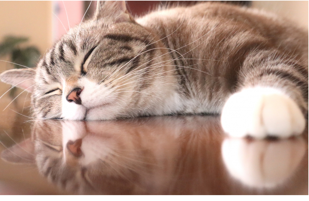 猫