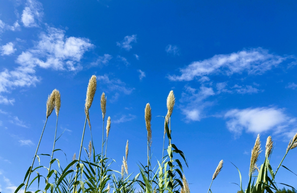 パジャマに着替えて…　白露～布を渡るレモンミントの風